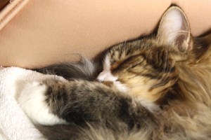 Smudge sleeping