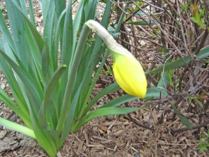 April 11, 2010 - daffodil