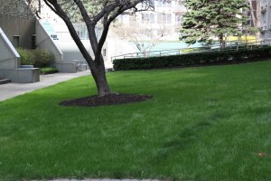 April 11, 2010 - roof garden