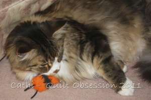 Smudge February 6, 2011wtmk