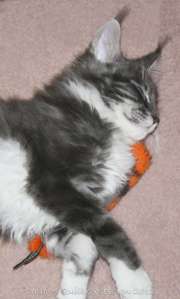 Baxter August 16, 2011wtmk