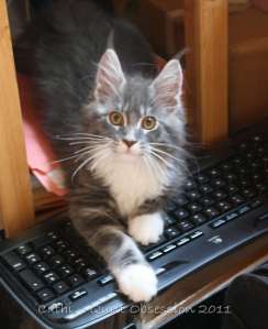 Baxter on keyboard, August 2, 2011wtmk