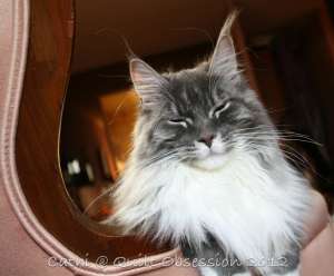 Baxter January 10, 2012 2wtmk