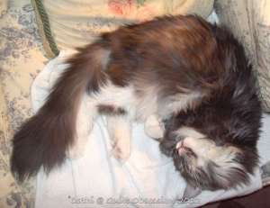 Baxter-August-30,-2012wtmk