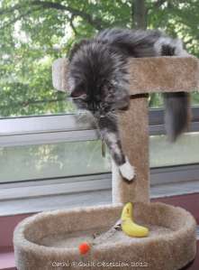 Baxter - Somebody Come and Get This For Me Pleasewtmk