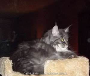 Baxter on Kitty Tree at Nightwtmk