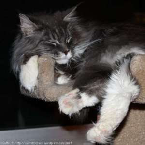 Baxter-Feb.-12,-2014wtmk