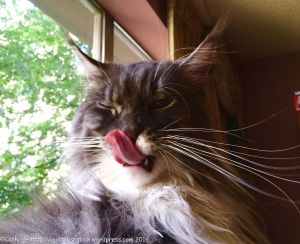 baxter-summer-2016wtmk