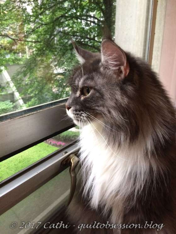 Baxter June 22, 2017wtmk