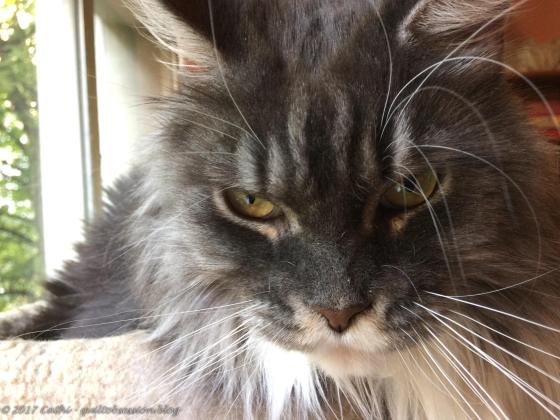 Baxter Closeup, July 11, 2017wtmk