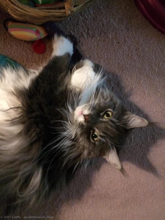 Baxter July 12, 2017wtmk