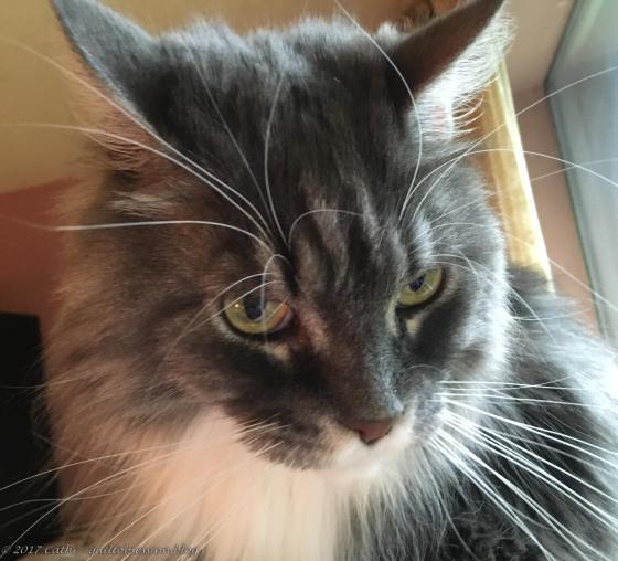 Baxter, August 17, 2017wtmk