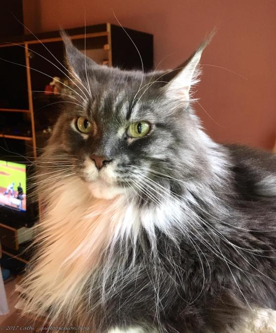 Baxter, August 6, 2017wtmk