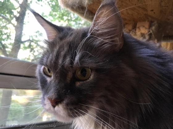 Baxter, late September 2017wtmk