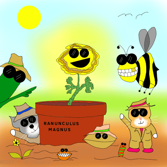 Humungulous Ranunculus wtmk