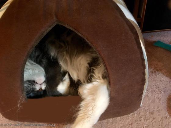 Baxter in the House IMG_1297wtmk