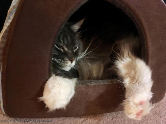 Baxter April 8, 2018 IMG_1482wtmk