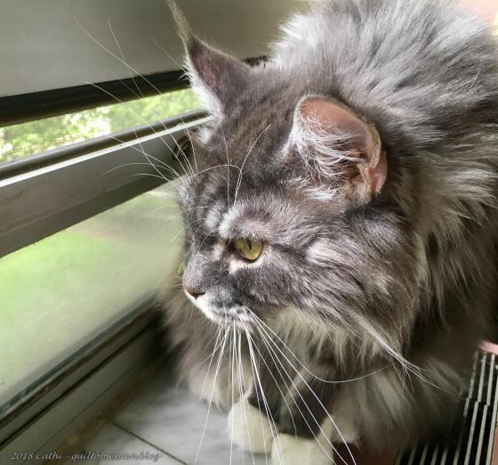 Baxter May 26, 2017 IMG_1751wtmk