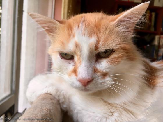 Jake with Attitude IMG_1748wtmk