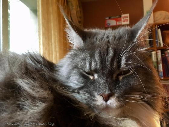 Baxter, July 15, 2018 IMG_1935wtmk