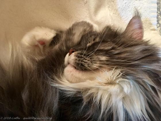 Baxter, July 16, 2018 IMG_1937wtmk