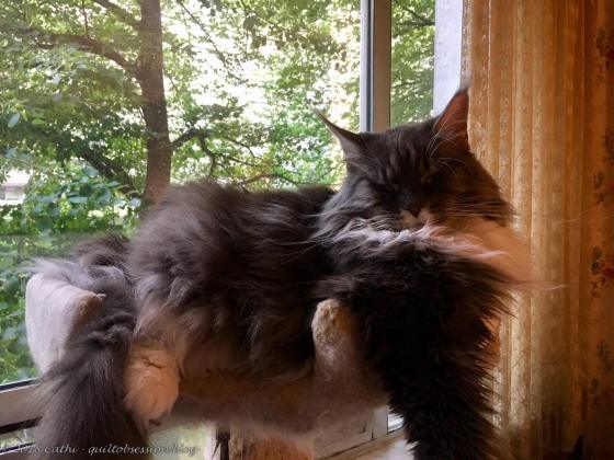 Baxter July 23, 2018 IMG_1992wtmk