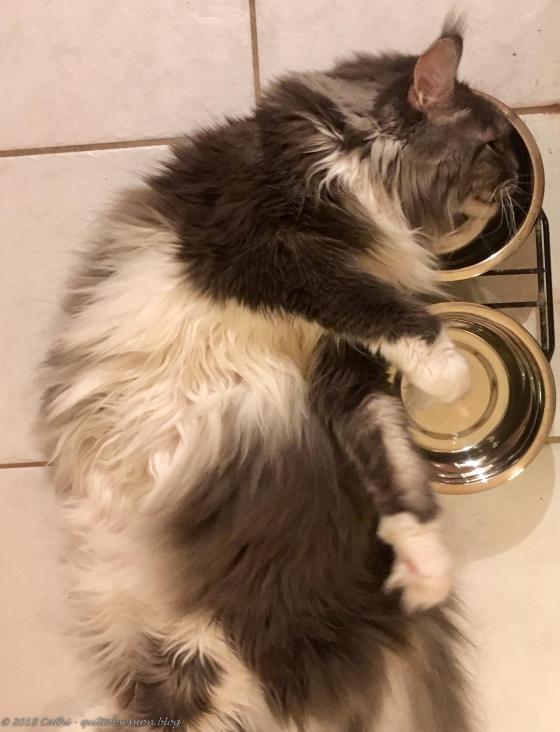 Baxter July 25, 2018 IMG_2003wtmk