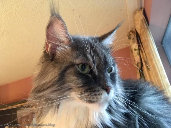 Baxter July 29, 2018IMG_2029wtmk