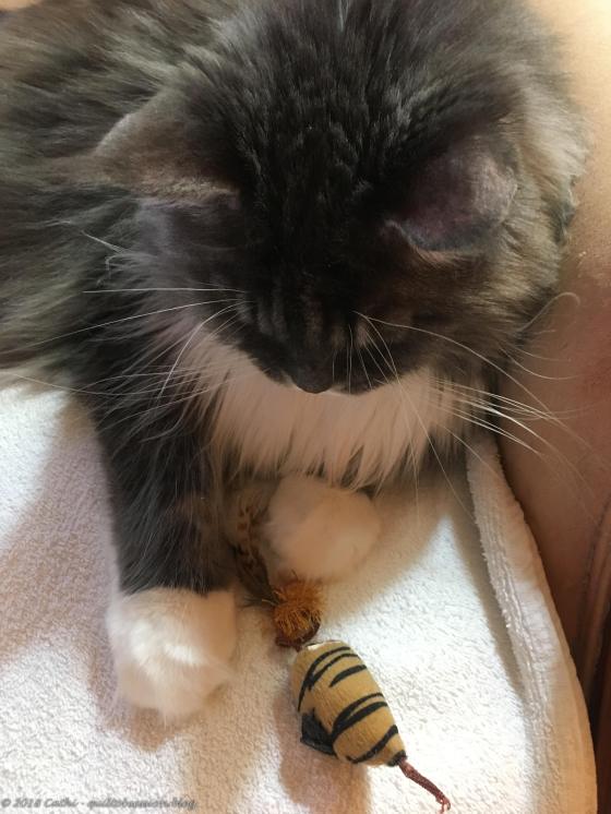 Baxter & Mouse, July 22, 2018 IMG_1979wtmk