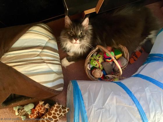 Baxter August 25, 2018 IMG_2323wtmk