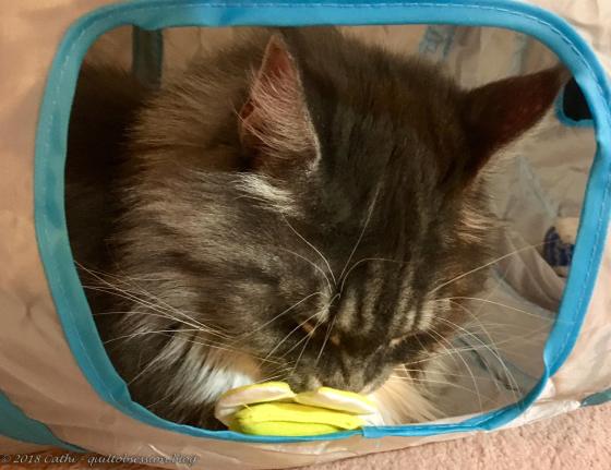 Baxter and New Catnip Toy IMG_2392wtmk