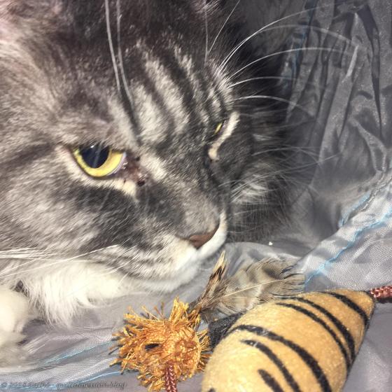 Baxter October 11, 2018 IMG_2480wtmk