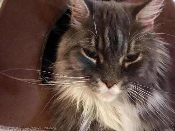 Baxter October 8, 2018 IMG_2469wtmk