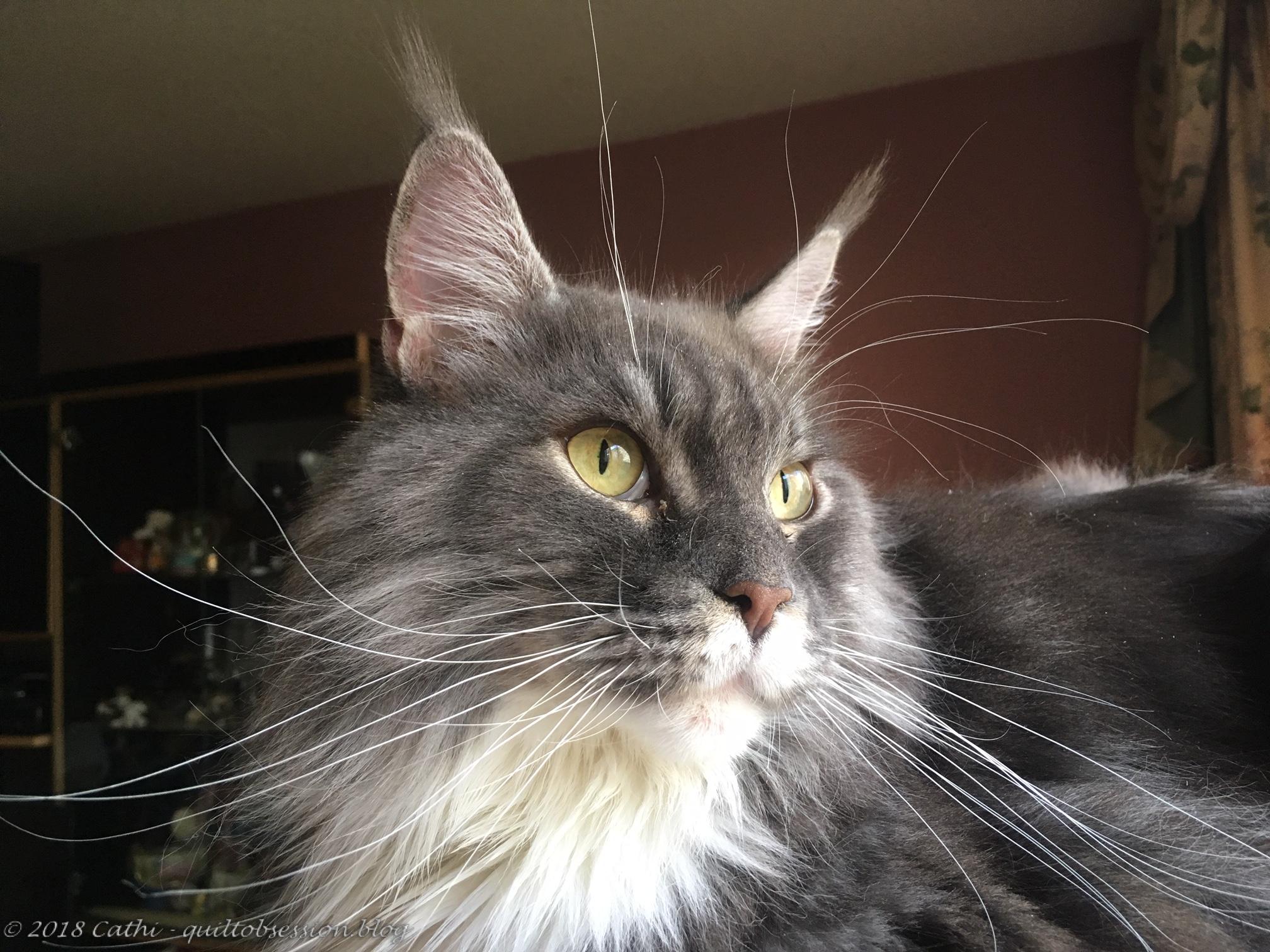 Baxter November 19, 2018 IMG_2568wtmk