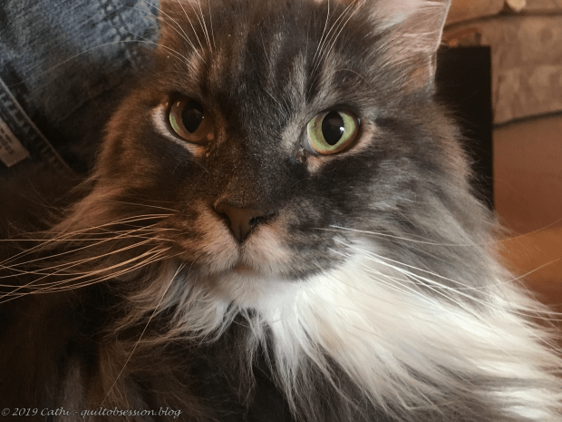 Baxter January 26, 2019 IMG_2737wtmk