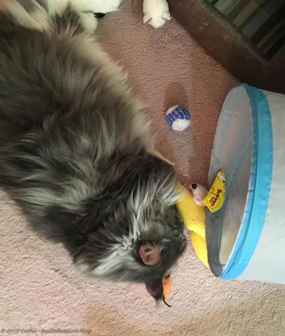 Baxter June 19, 2019 IMG_2904wtmk