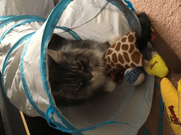 Baxter in Tunnelwtmk