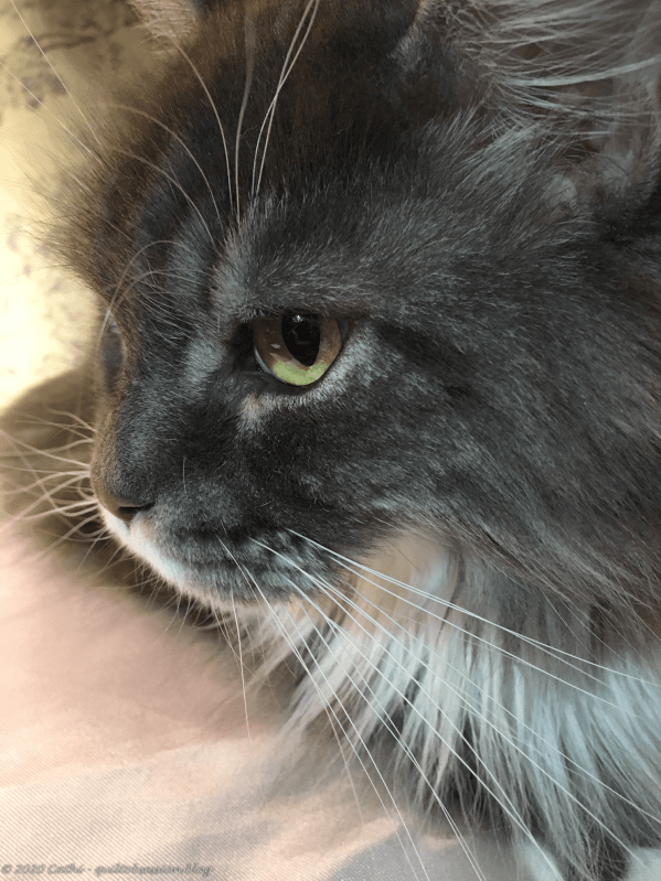 Baxter March 2, 2020 IMG_3211wtmk